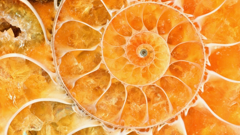 Amber-colored shell close up