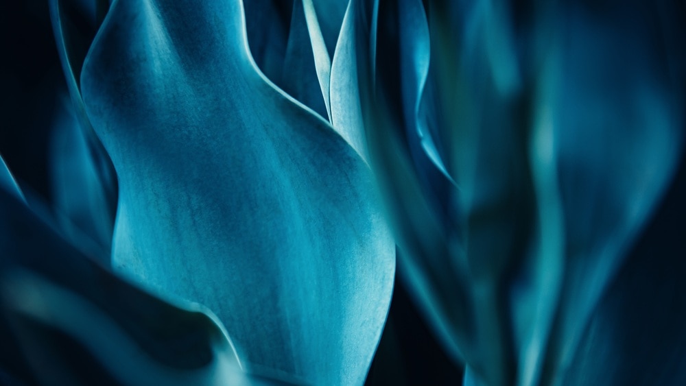 abstract-flora-natural-cyan-blue-flower-background-medium-284622332 Abstract flora natural cyan blue flower background