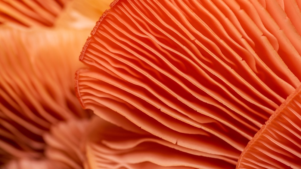 Abstract image of a pink mushroom