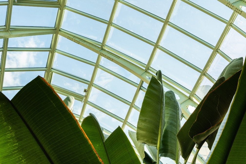 Large green house plants under a glass dome