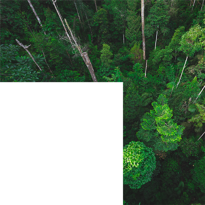 CGI corner forest