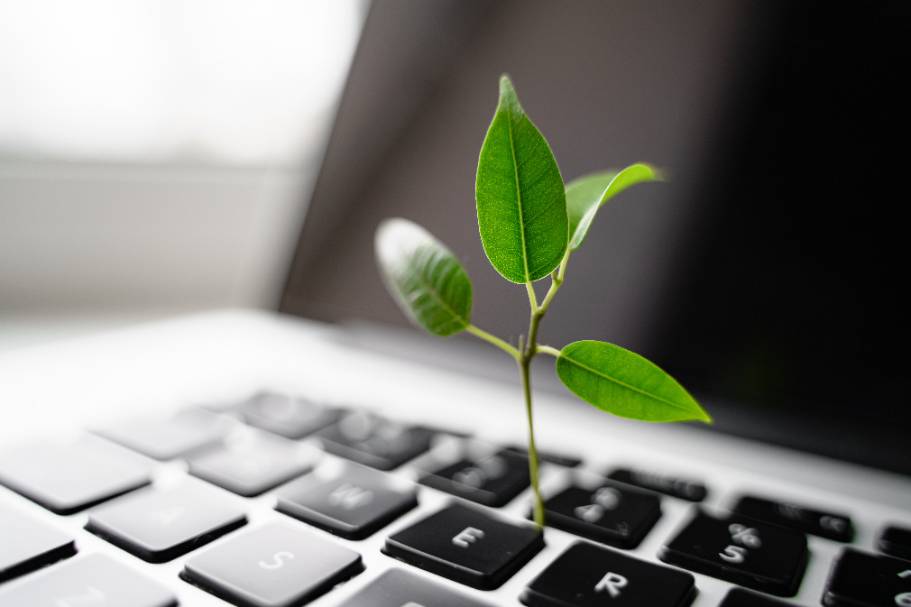 Laptop keyboard growing plant