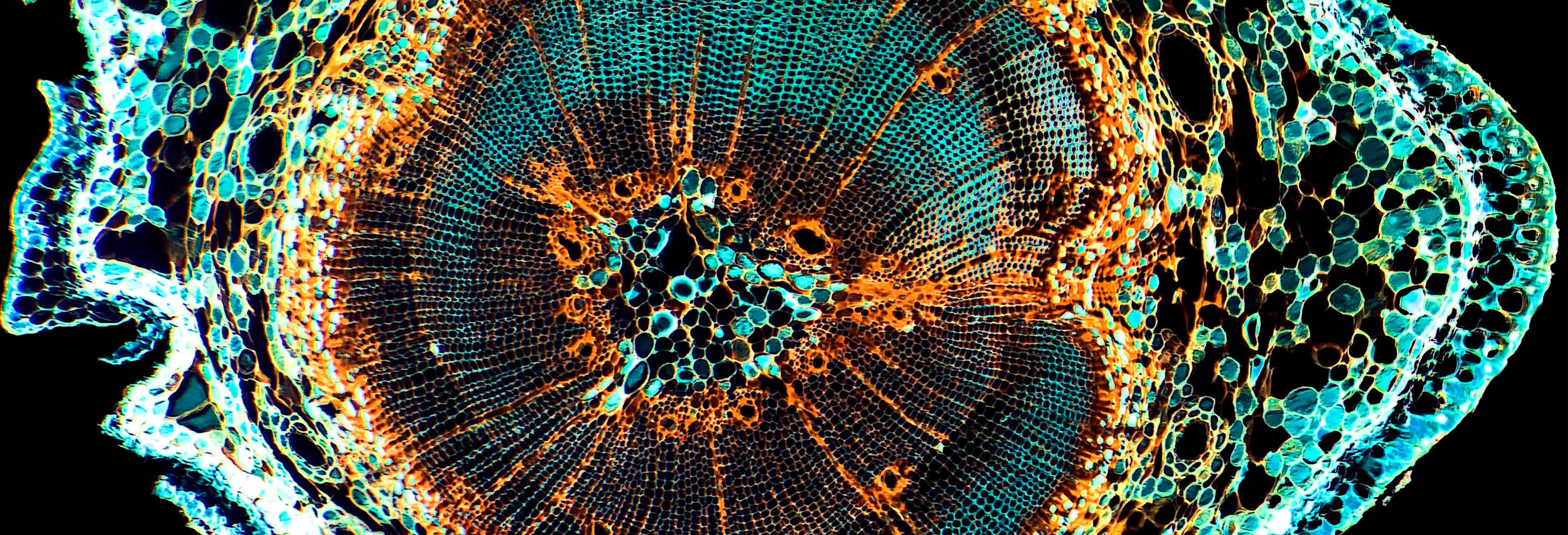 Amoeba abstract Amoeba abstract