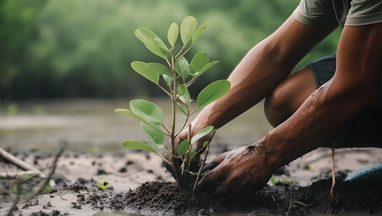 two hands planting seedling in ground