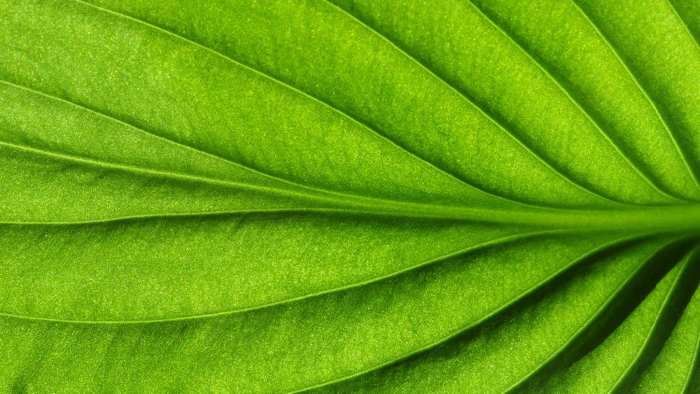 Close-up green leaf - Net-zero carbon emissions