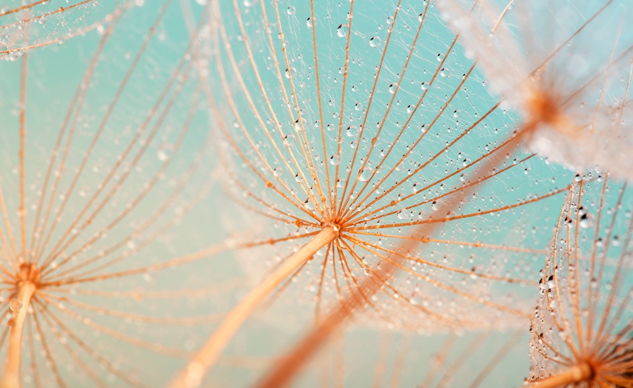 Close-up of plant in the morning dew