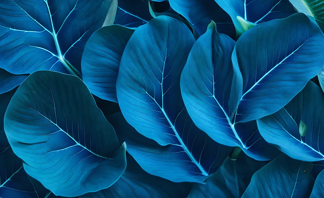 Blue leaf abstract