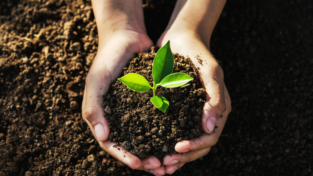 Hand holding a seedling