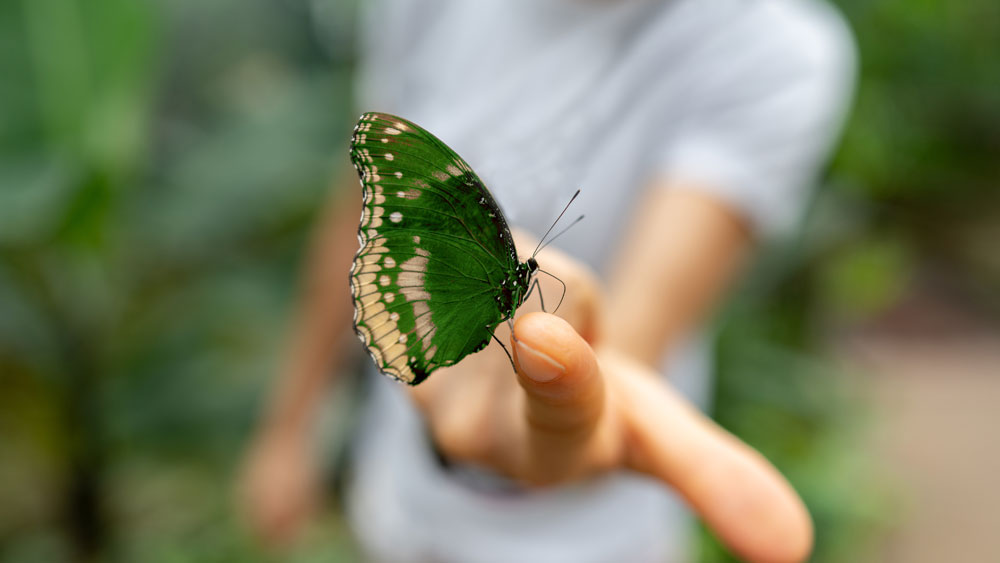 Grüner Schmetterling auf einem Zeigefinger