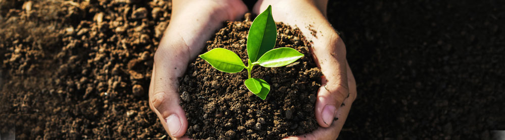 Hand holding a seedling - CSR Climate