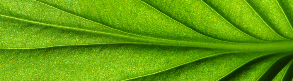 Close up view of green leaf