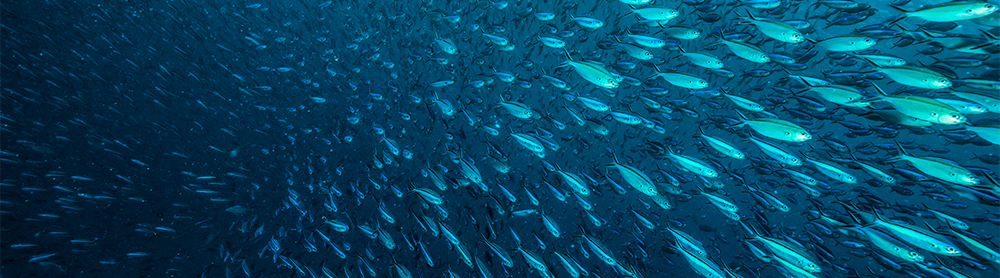 shoal of fish in the ocean