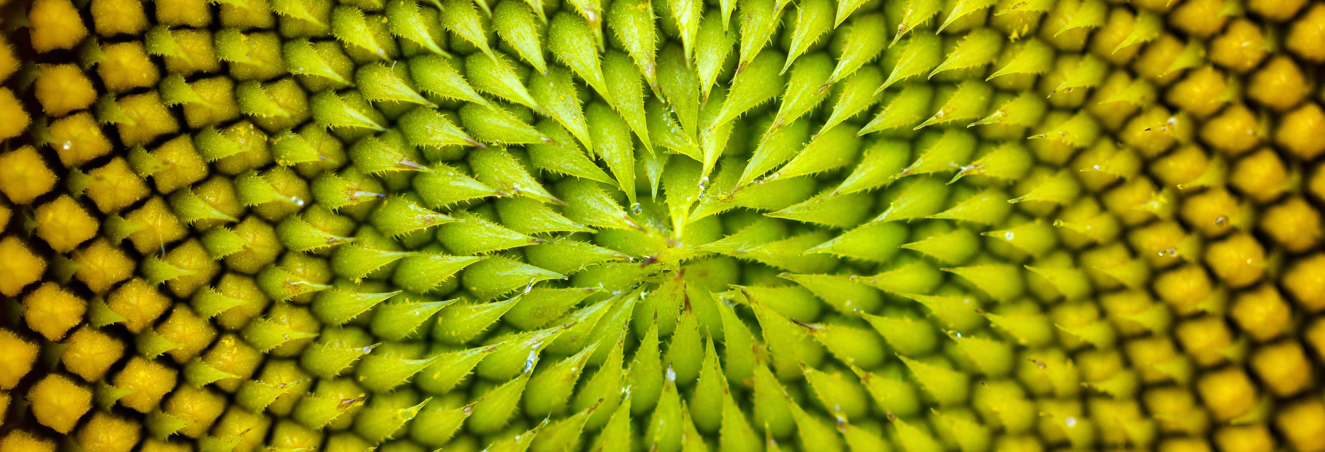 Flower abstract Flower abstract