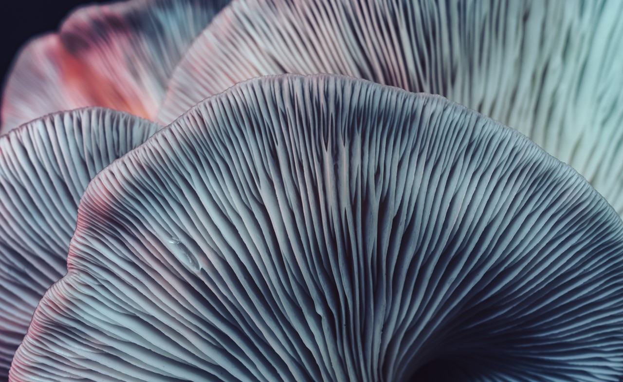 Nahaufnahme eines Pilzes