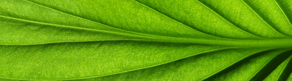 Close up view of a green leaf
