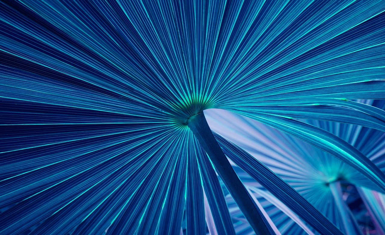 Blue palm leaf abstract