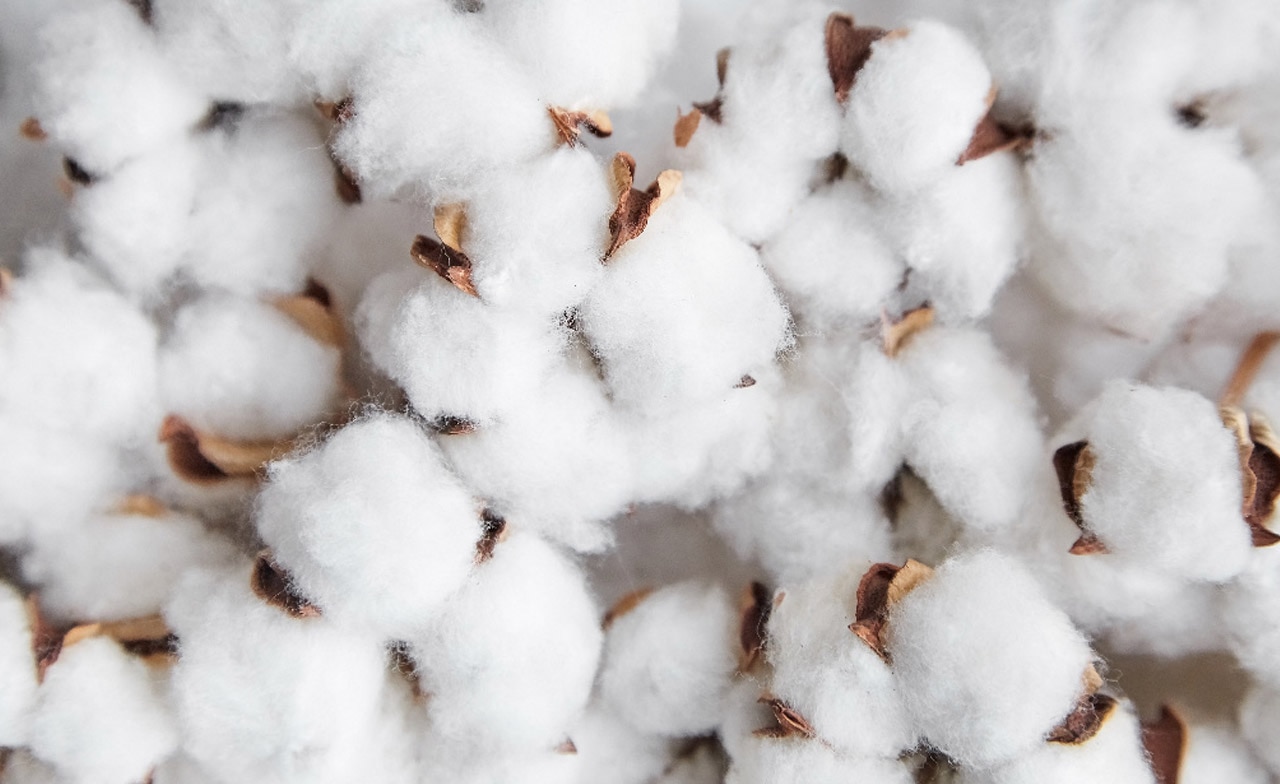 Cotton