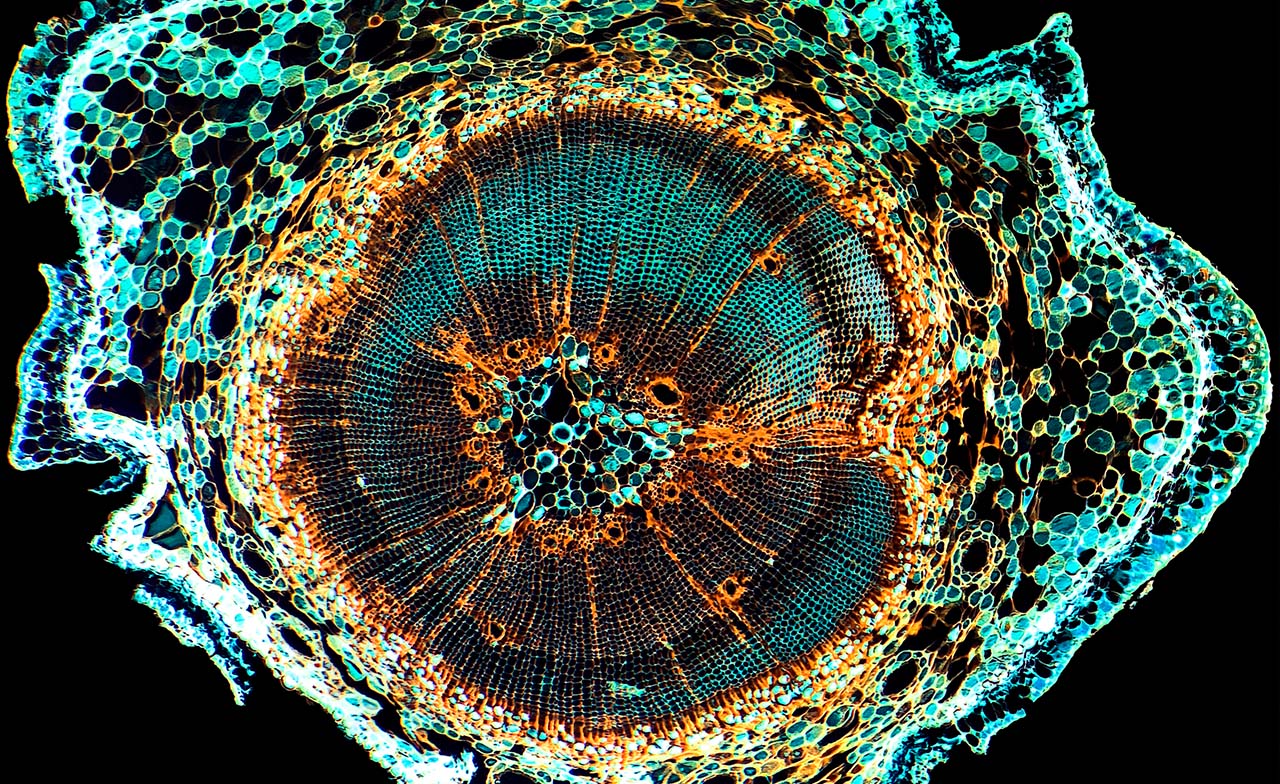 Abstrakt, sirkulær datavisualisering med komplekse mønstre og nettverksstruktur. Abstrakt, sirkulær datavisualisering med komplekse mønstre og nettverksstruktur.