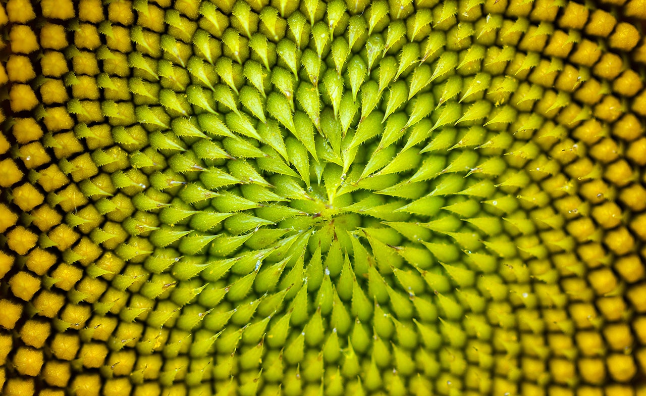 Nærbilde av grønn og gul spiralstruktur med symmetrisk mønster. Nærbilde av grønn og gul spiralstruktur med symmetrisk mønster.