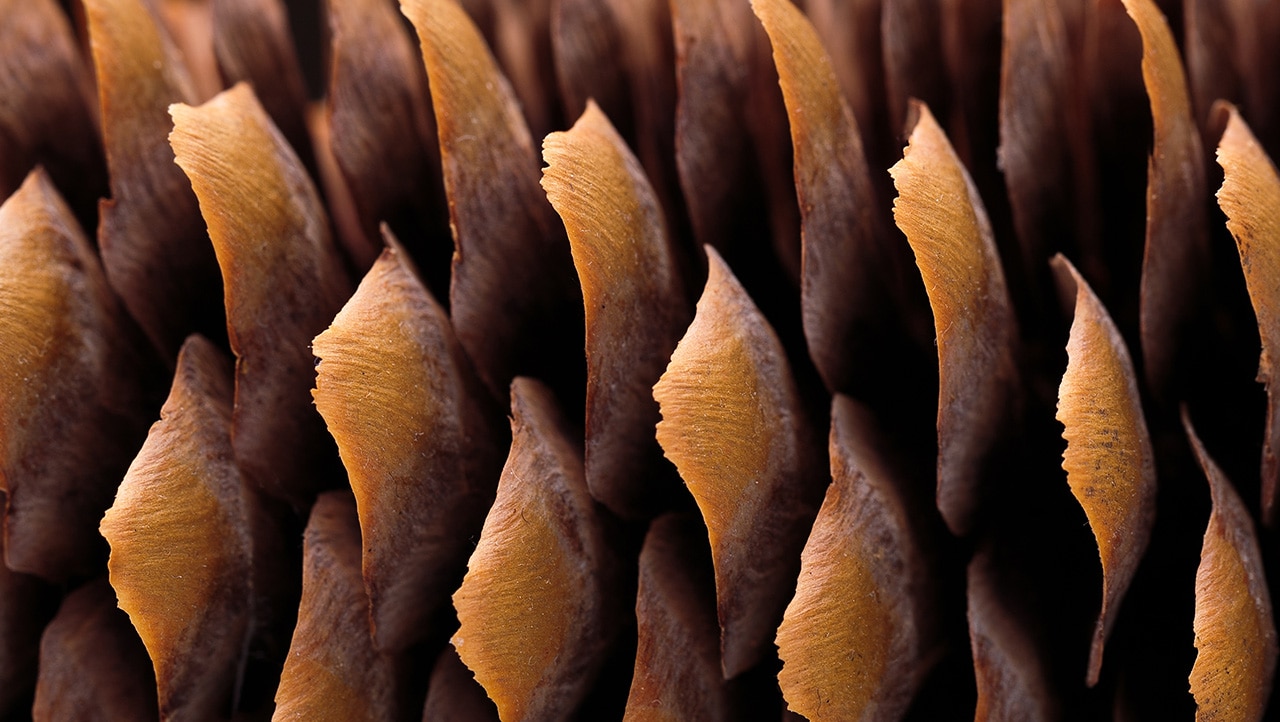 IS_Suite_AI_248943974 Nærbilde av overlappende skjellformede strukturer i brune toner