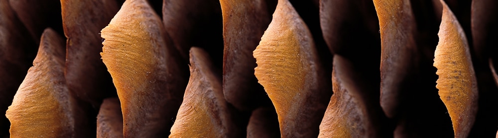 Nærbilde av overlappende skjellformede strukturer i brune toner