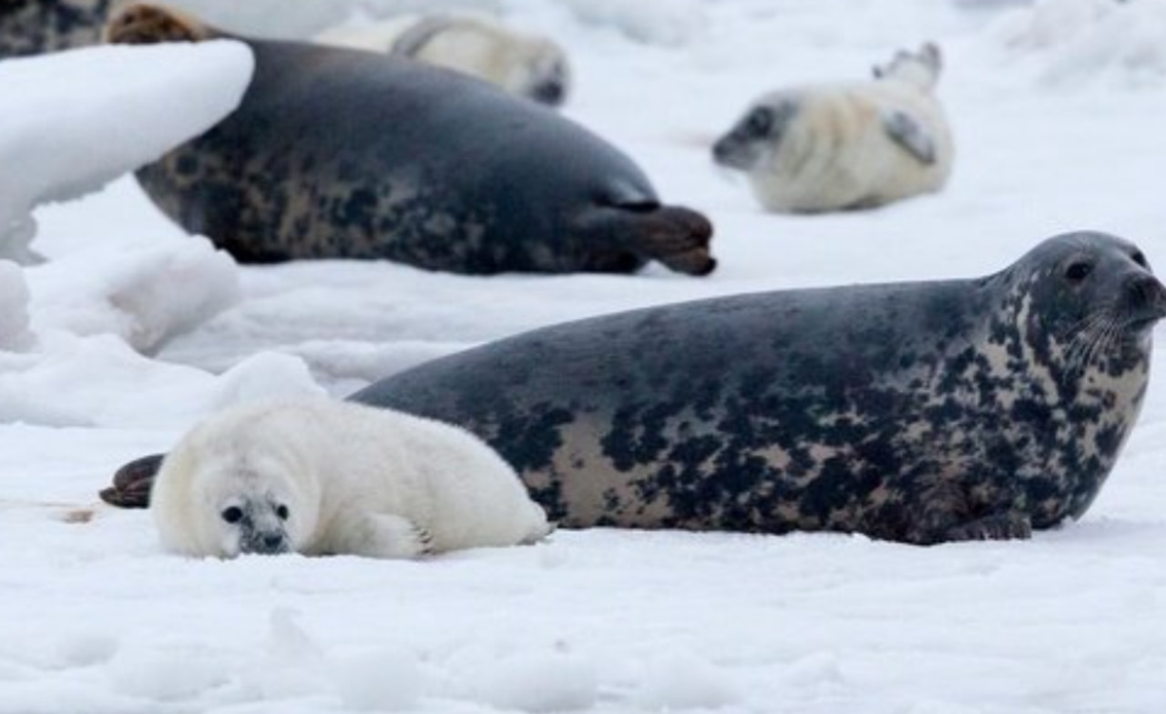 Kosmostehnoloogiad keskkonna heaks