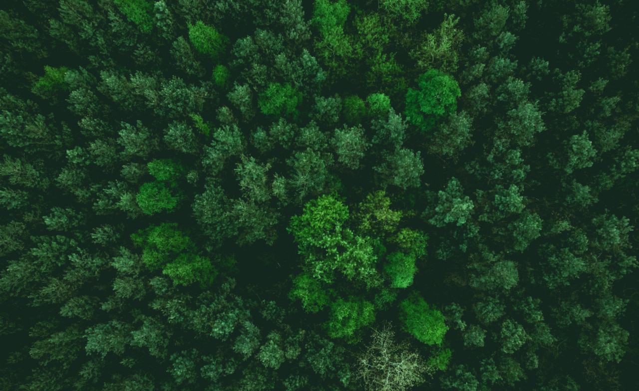 kosmosetehnoloogiad metsanduses