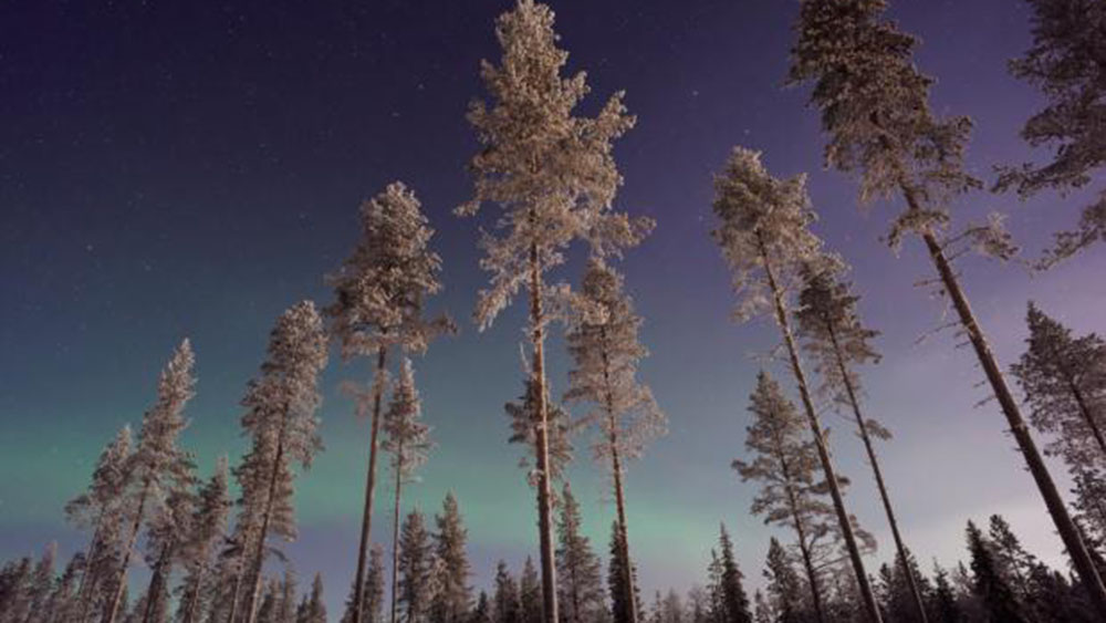 Forest and northern lights