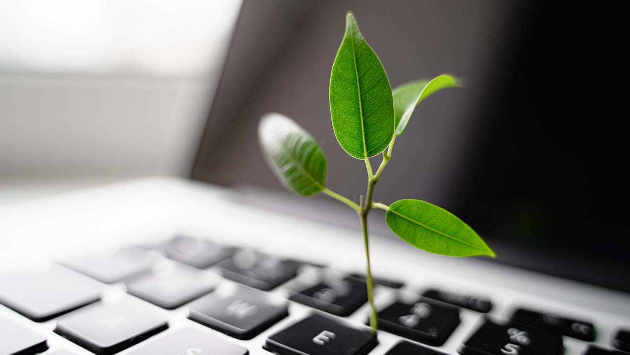Eine grüne kleine Pflanze wächst aus einer Tastatur heraus