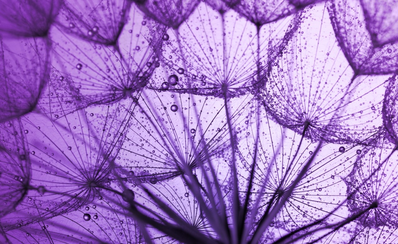 Lilafarbenes Schmuckbild