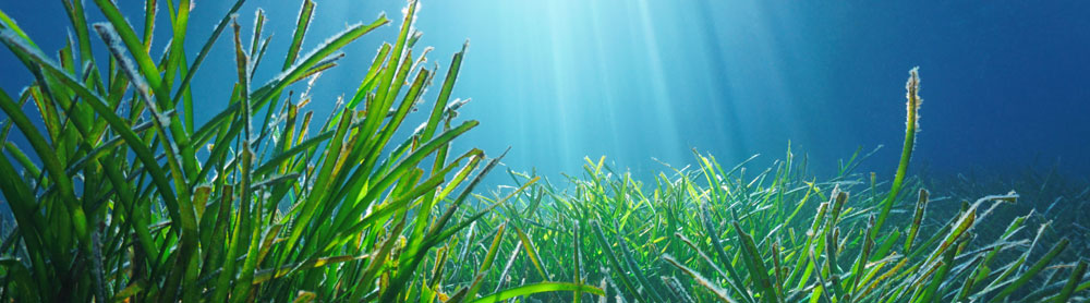 seagrass on the seabed