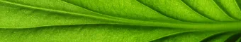 zoomed in image of a green leaf