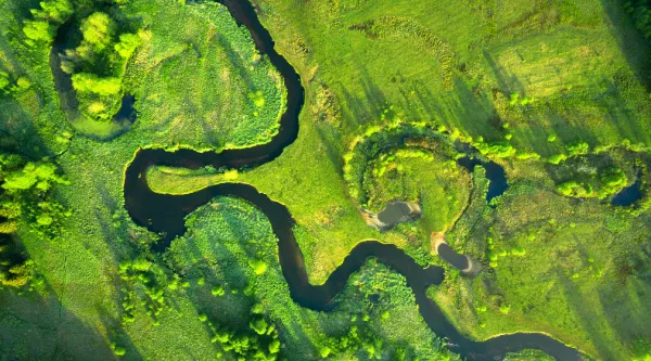 Green nature from above