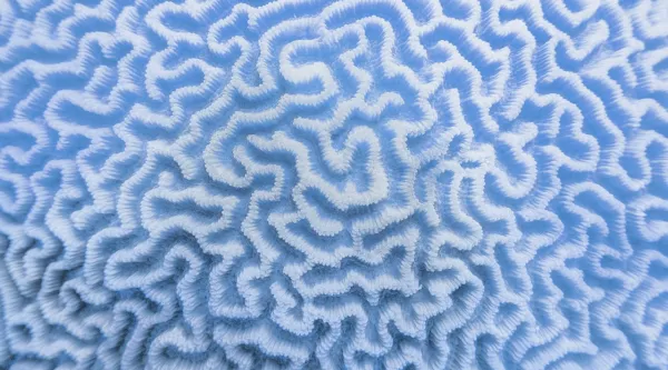 blue brain coral