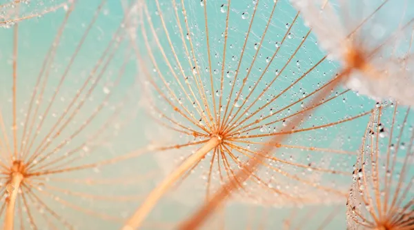 gros plan d'une plante dans la rosée du matin