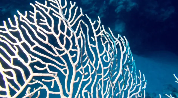 Blue coral pattern