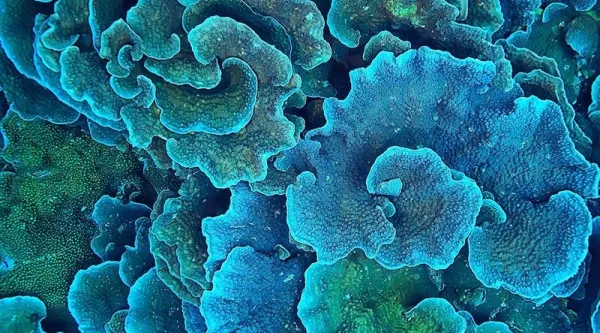 Detailaufnahme einer blauen Koralle 