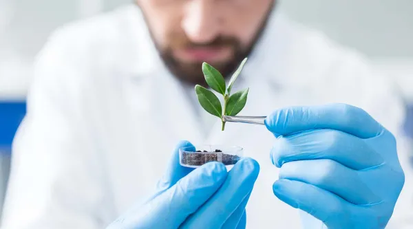 Researcher holding a plant with tweezers
