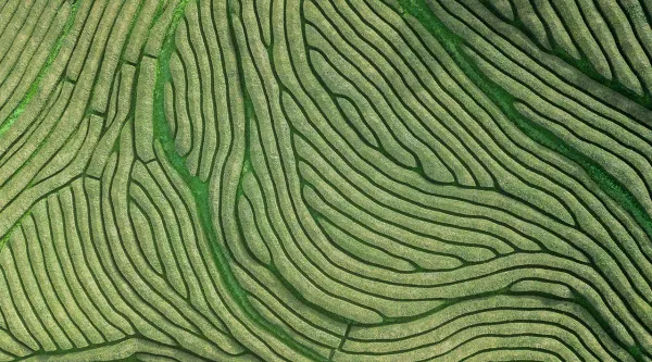aerial view of farmland