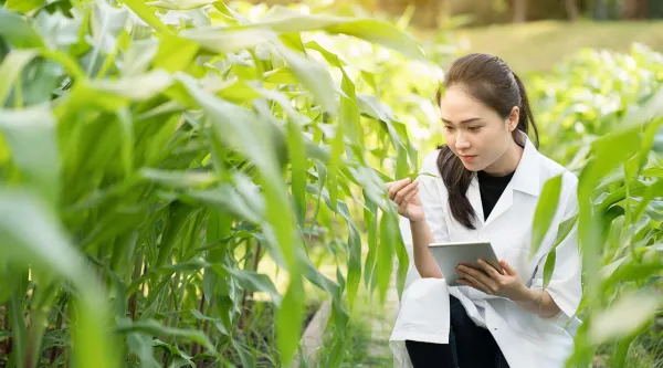 Researcher examining a plant