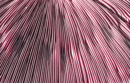 Abstrakt närbild av tätt liggande, vågformade linjer i rosa, vinröda och silverfärgade nyanser…