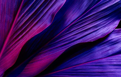 Abstract purple swirls