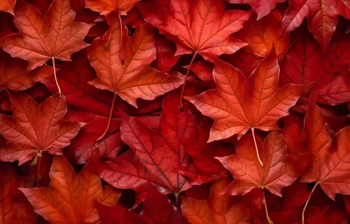 SAP Finug Syysseminaari