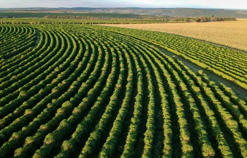 Aerial view of a coffee bean farm