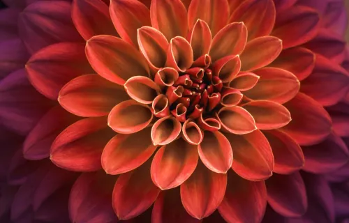 The simple prompting technique that restores AI diversity