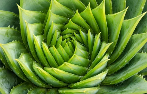 green plant with swirl pattern
