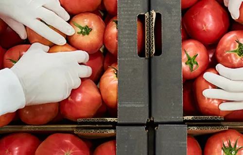 Lagerarbetare packar tomater för leverans