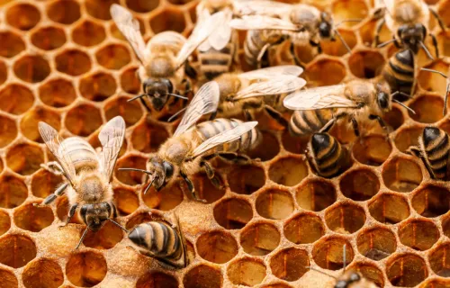 Bees on honeycomb