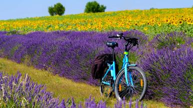 bicycle at lavender and sunflower field representing energy sobriety