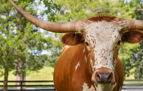A brown and white cow with horns standing in a pasture